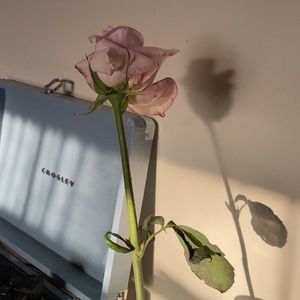 Meet your Posher, Lexxy